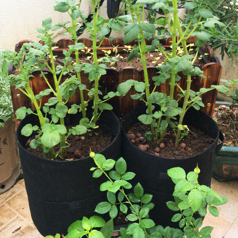 planting bag (2)